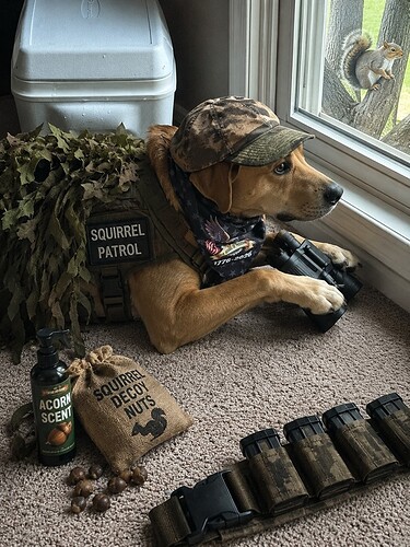 squirrel hunter
