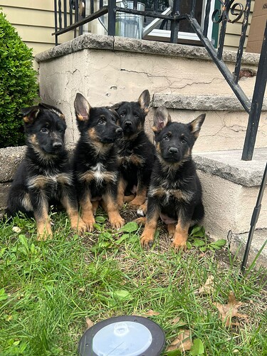 puppies