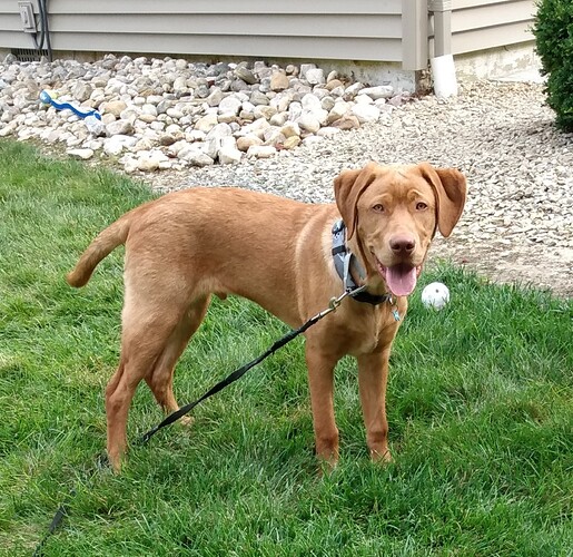 Samson1b