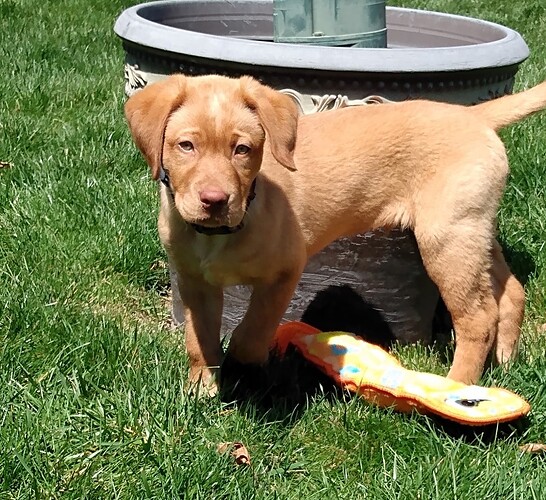 Samson3