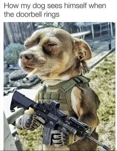 Dog