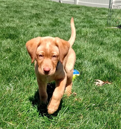 Samson4