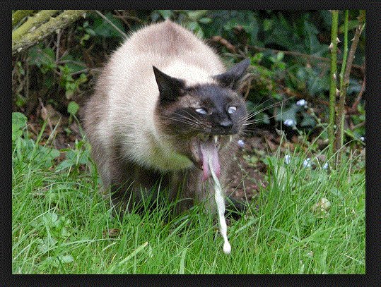 Puke cat