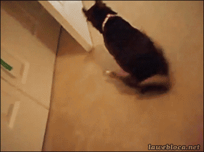 Dog drag butt TP